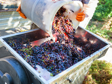 producteur de vin Marseille